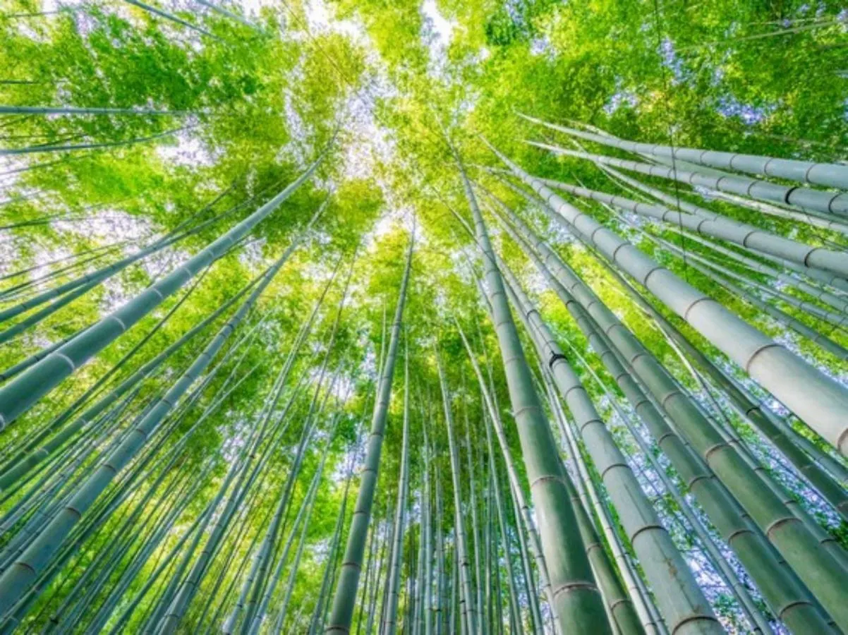 传统日式旅馆 Kamakura Cocon酒店
